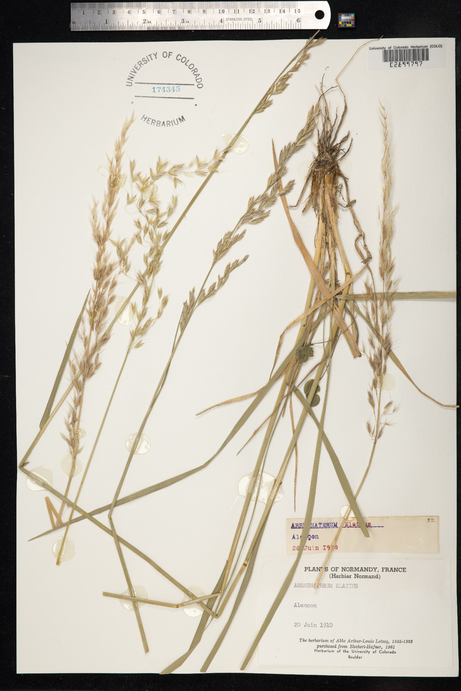 Arrhenatherum elatius image