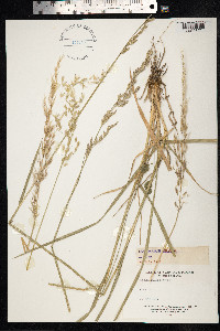 Arrhenatherum elatius image