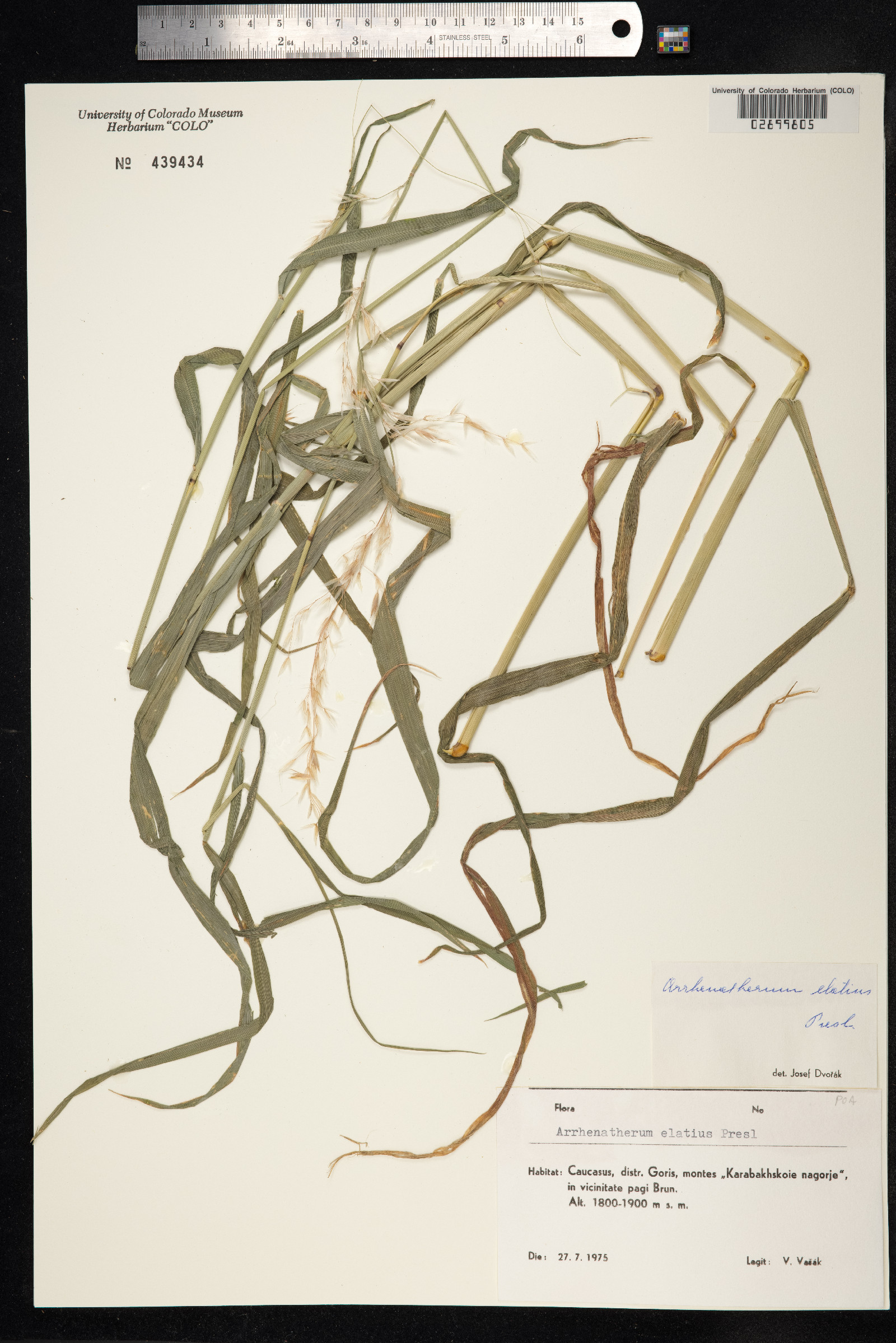 Arrhenatherum elatius image