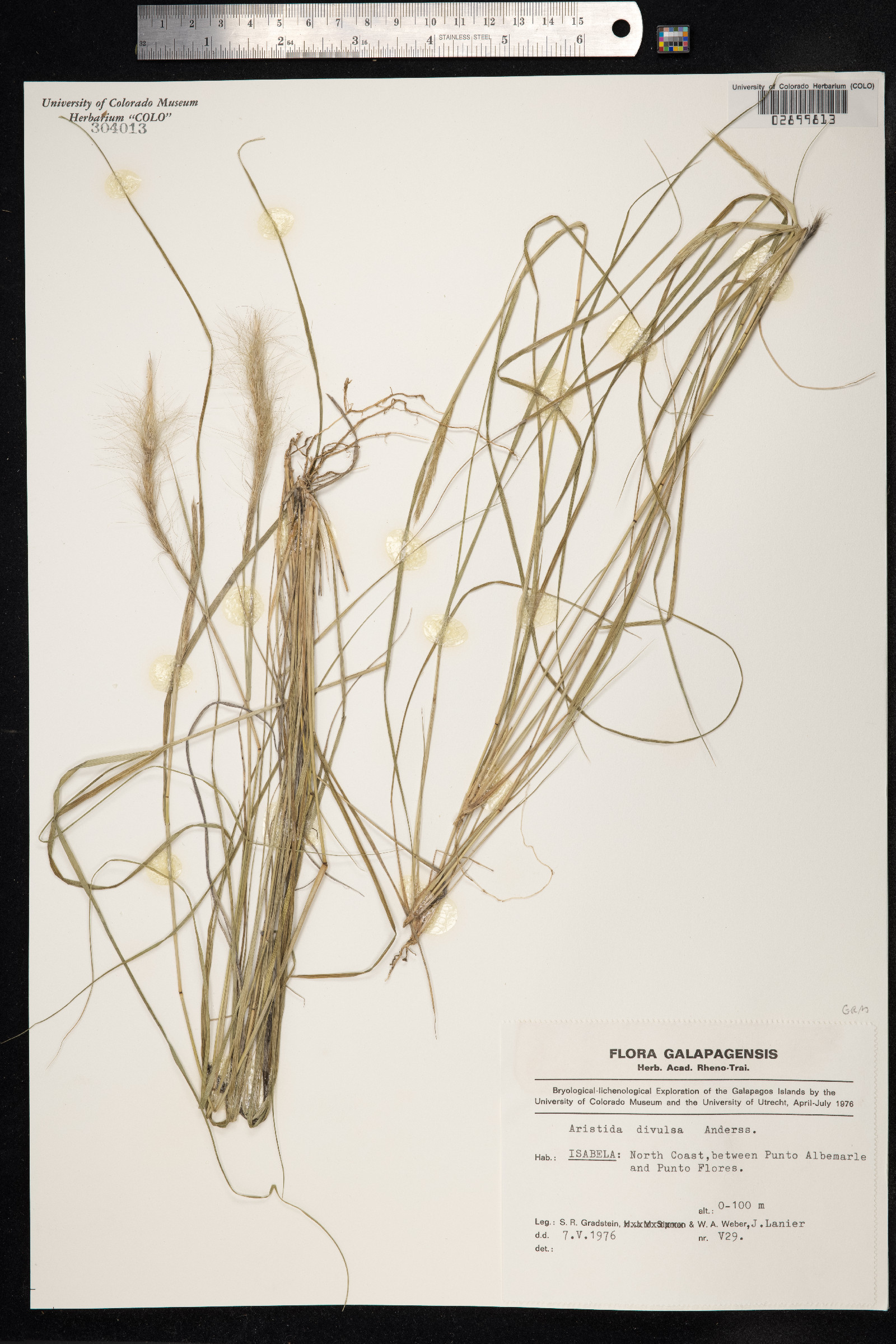 Aristida divulsa image