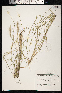 Media resource of Aristida divulsa