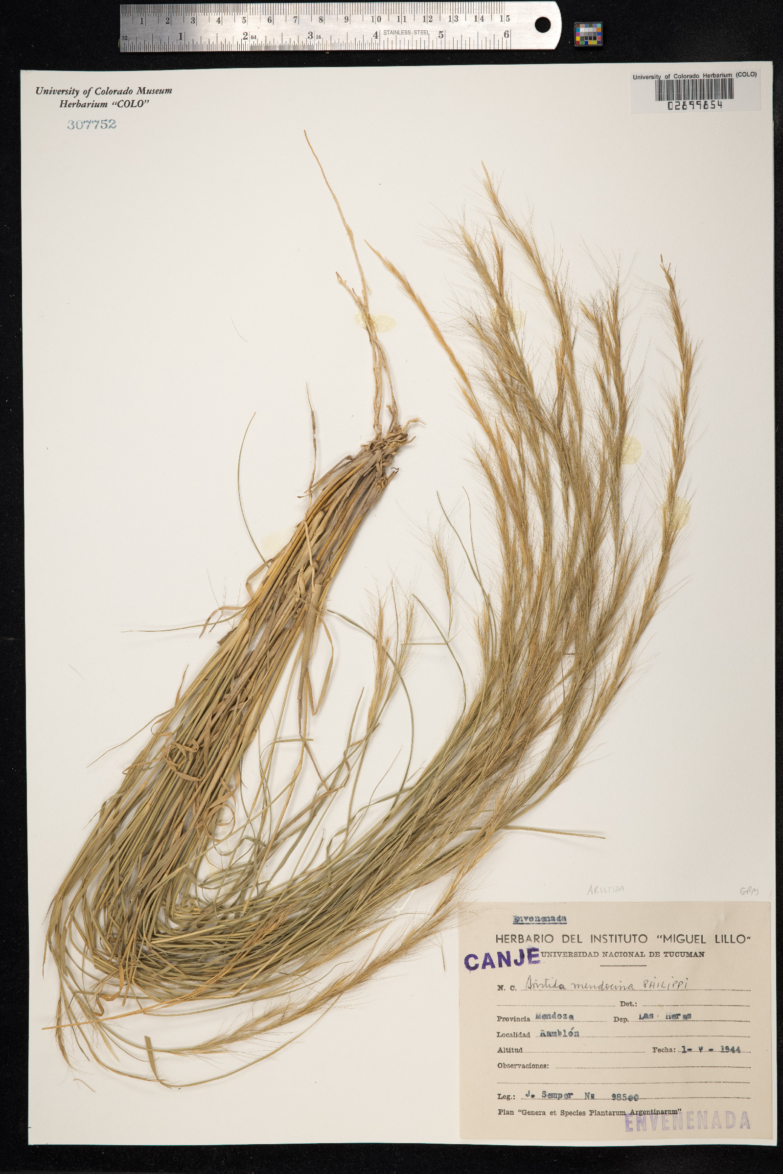 Aristida mendocina image