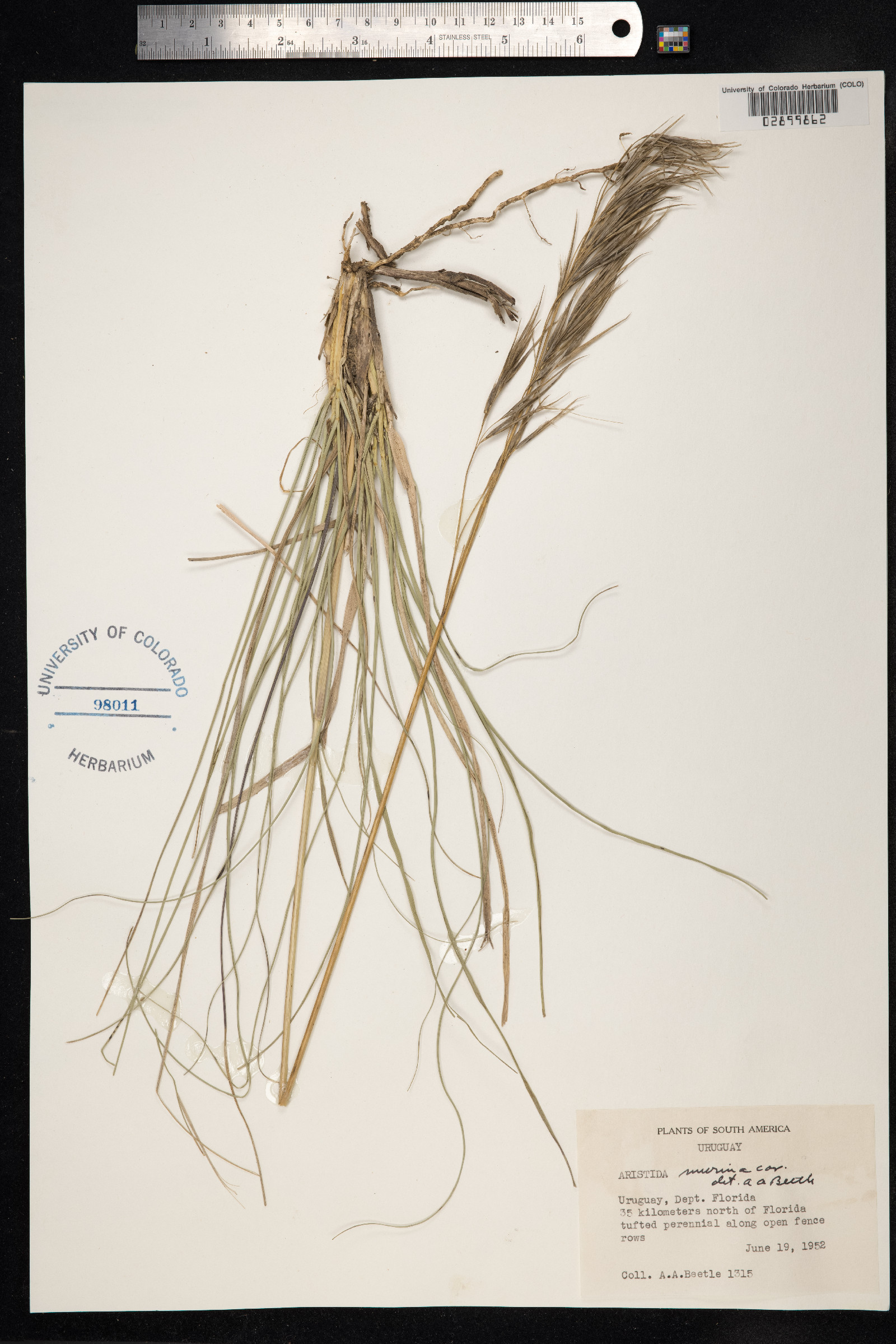 Aristida murina image