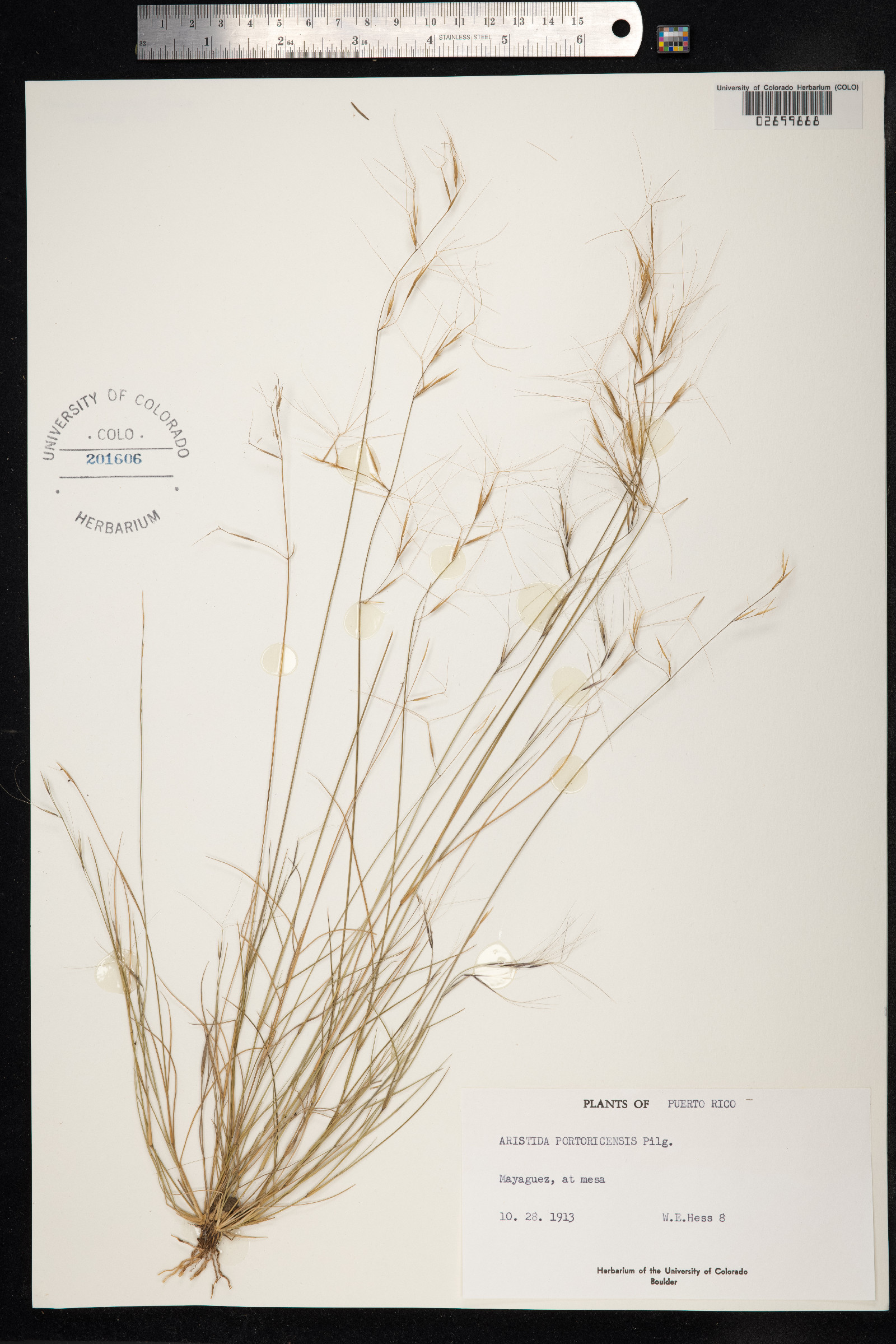Aristida portoricensis image