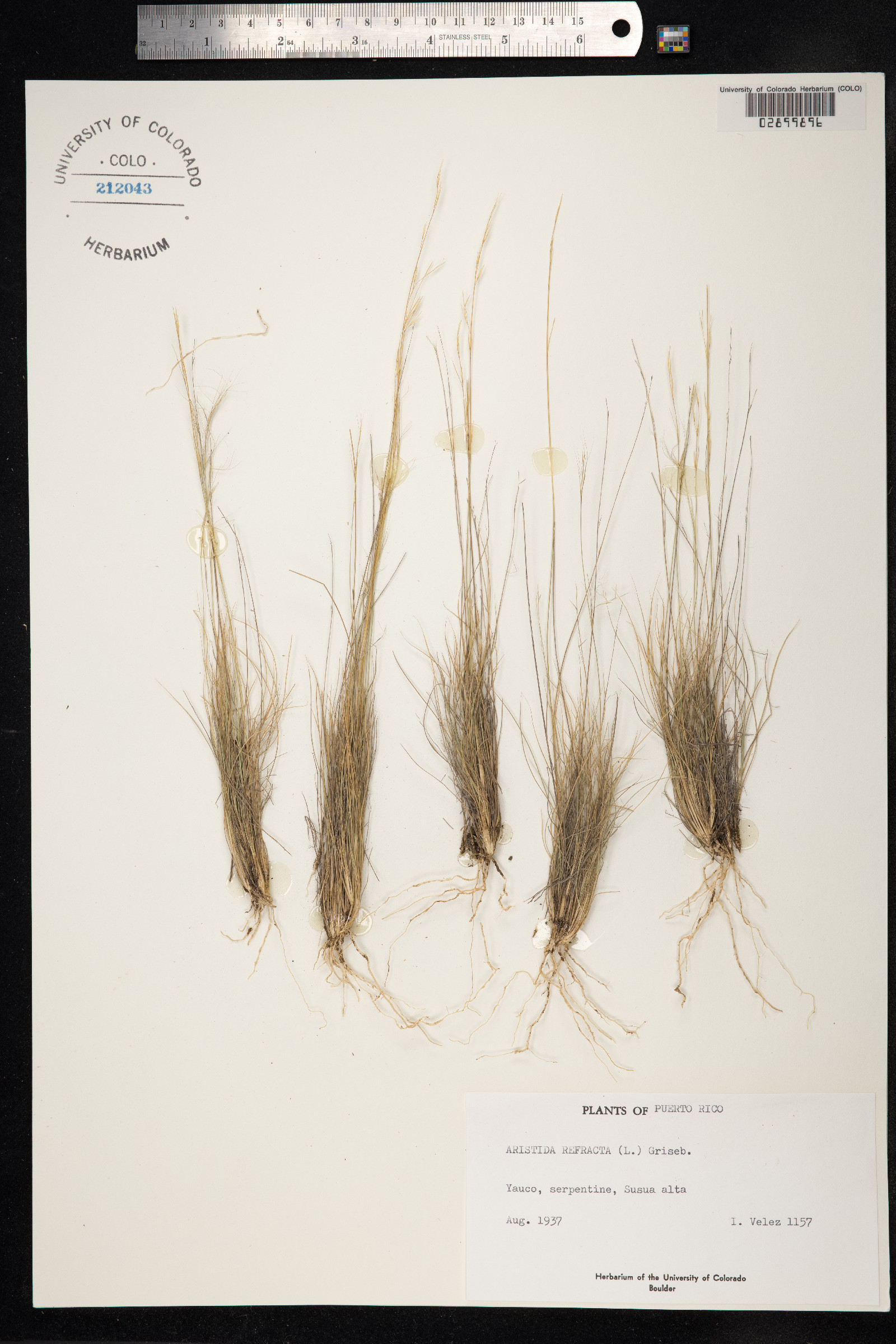 Aristida refracta image
