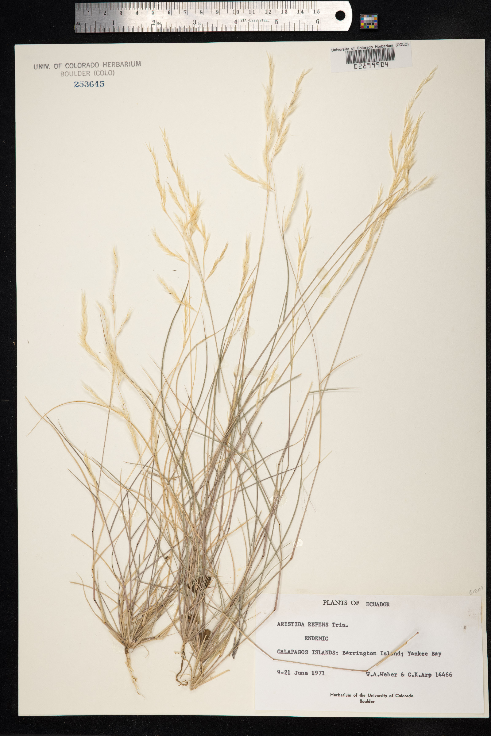 Aristida repens image