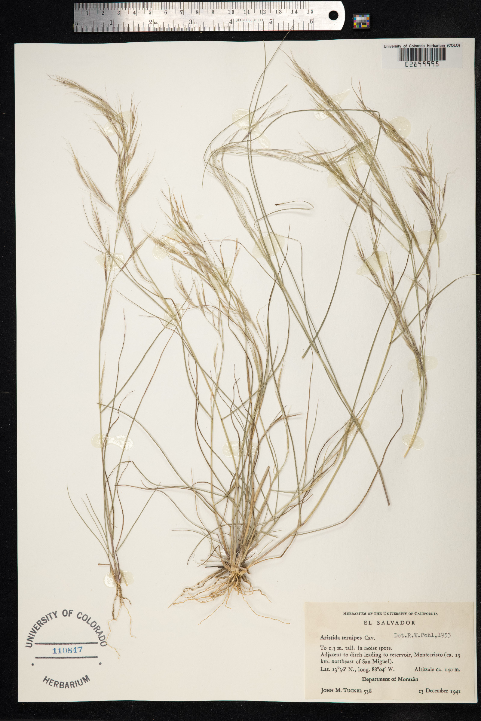 Aristida ternipes image