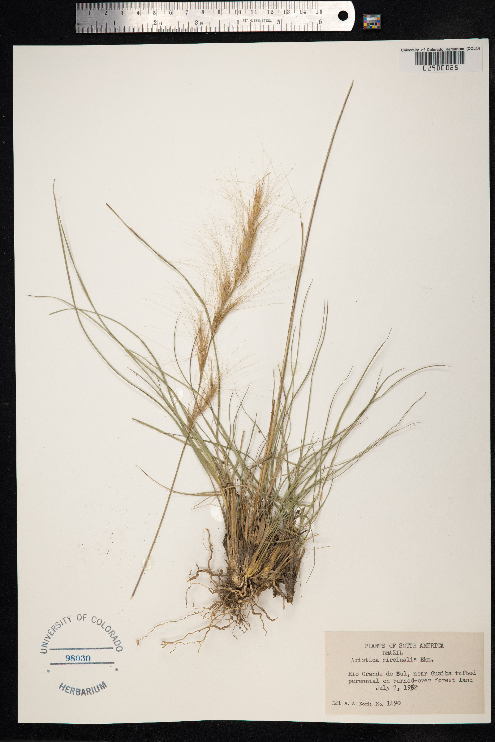Aristida circinalis image