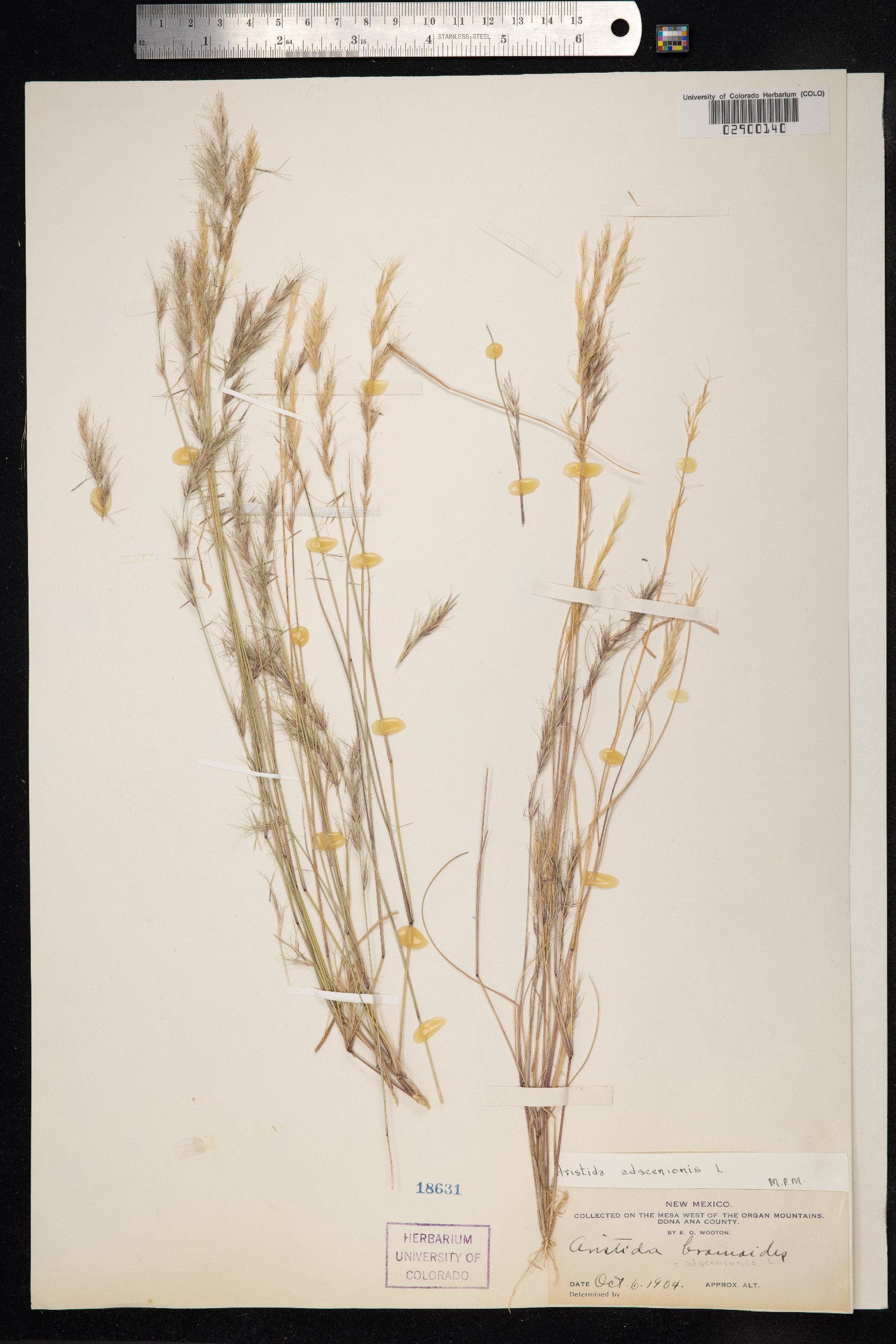 Aristida adscensionis image