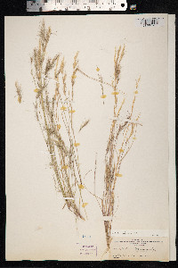 Aristida adscensionis image