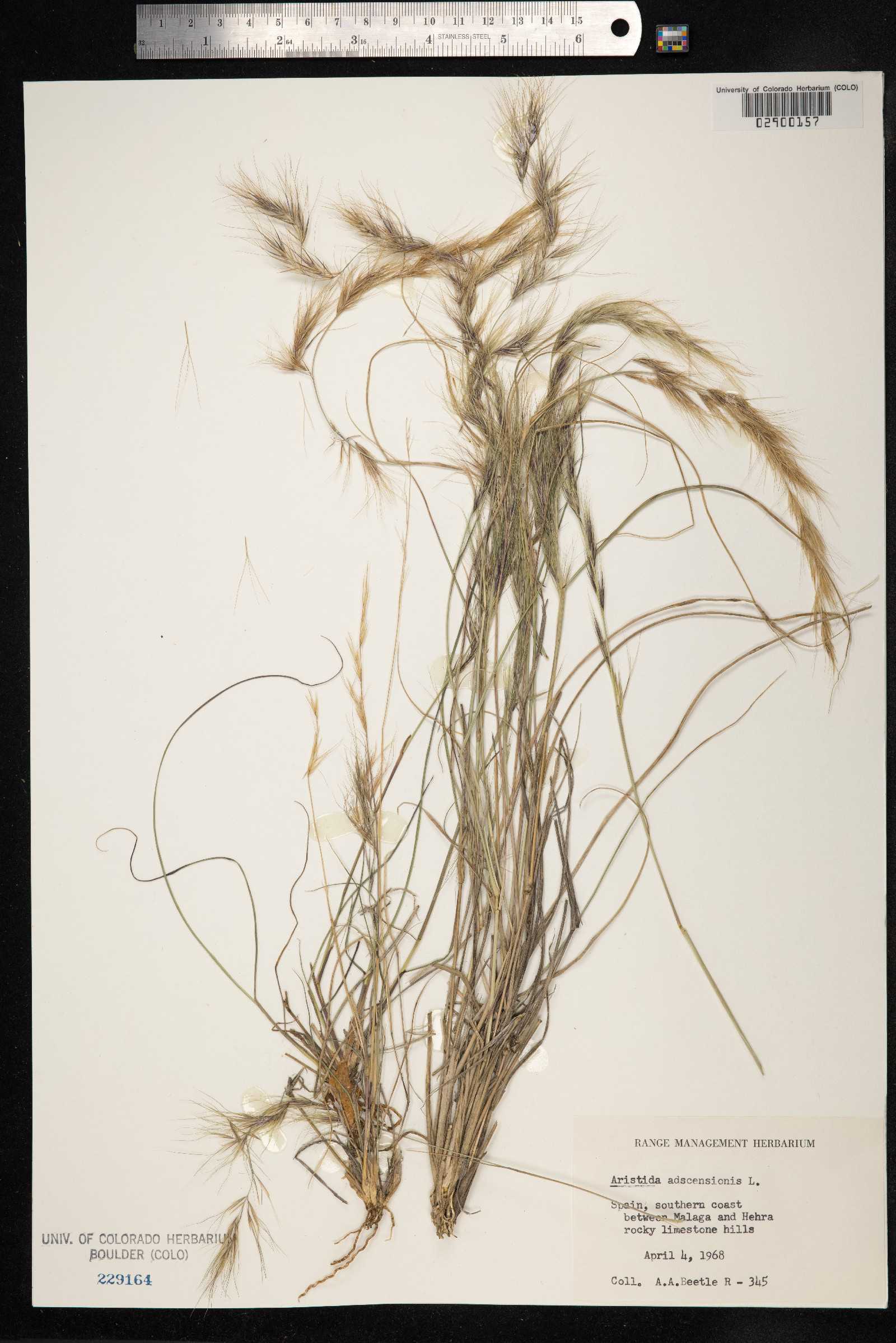 Aristida adscensionis image