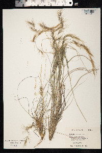 Aristida adscensionis image