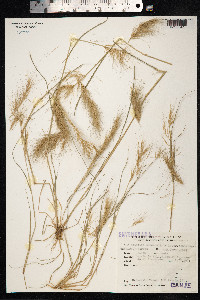 Aristida adscensionis image