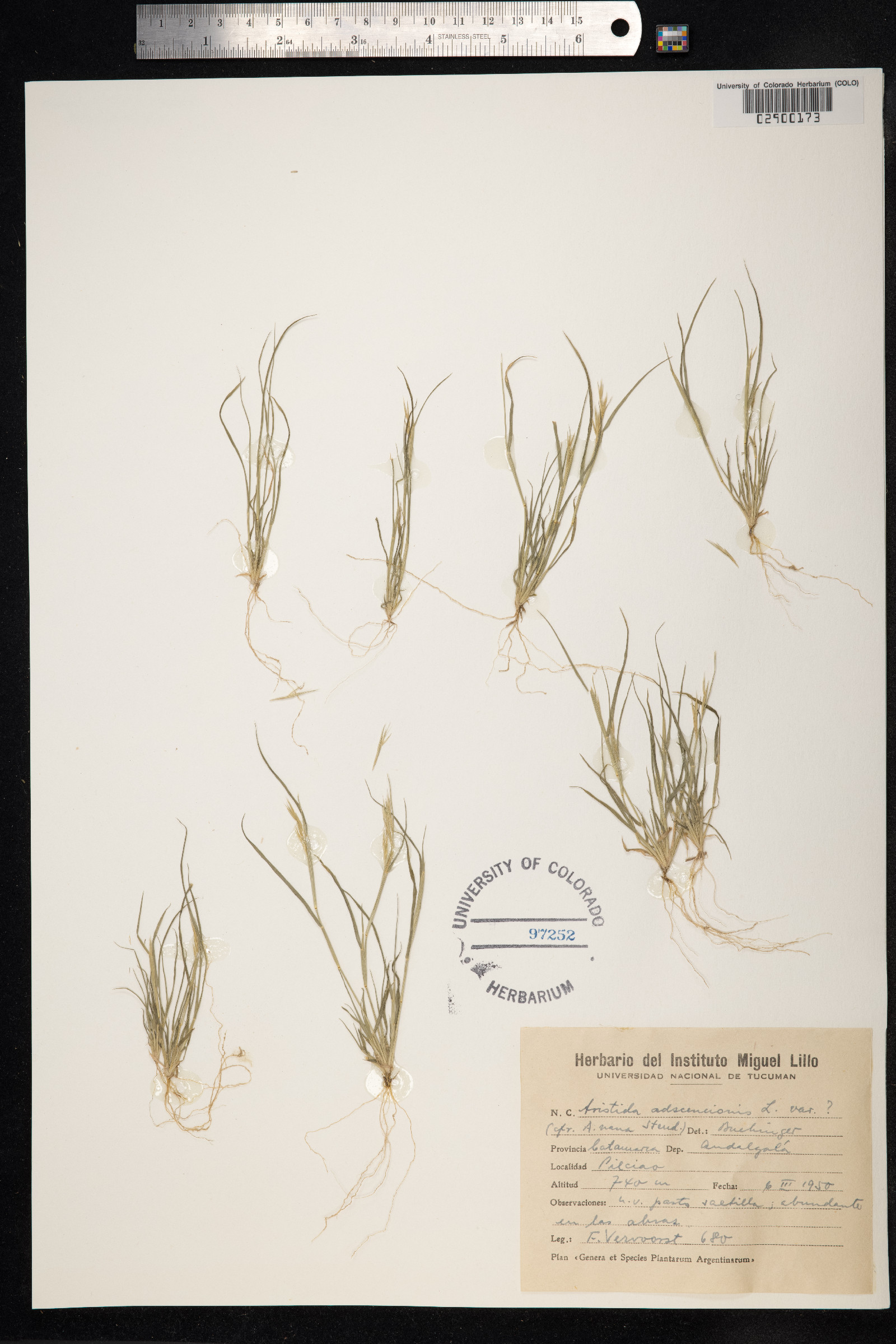 Aristida adscensionis image