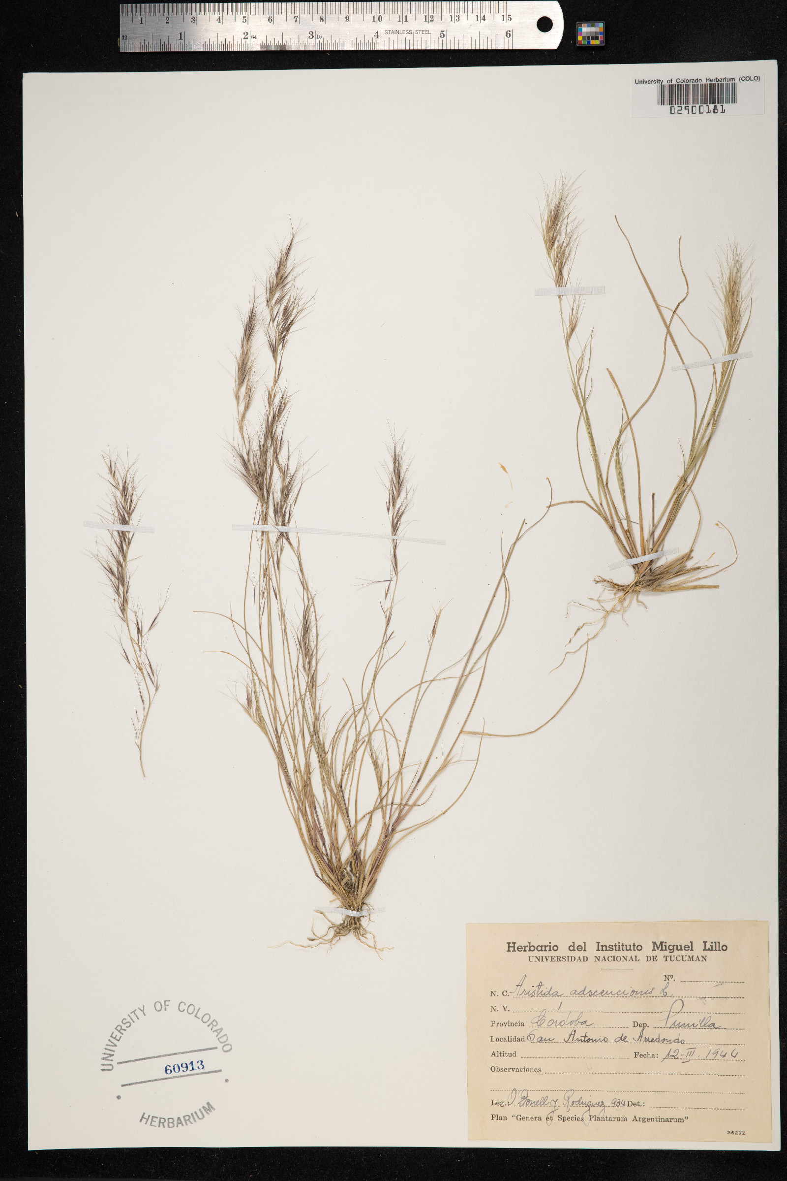 Aristida adscensionis image