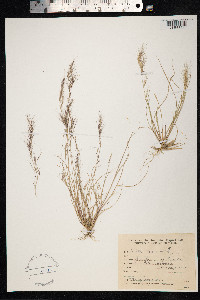 Aristida adscensionis image
