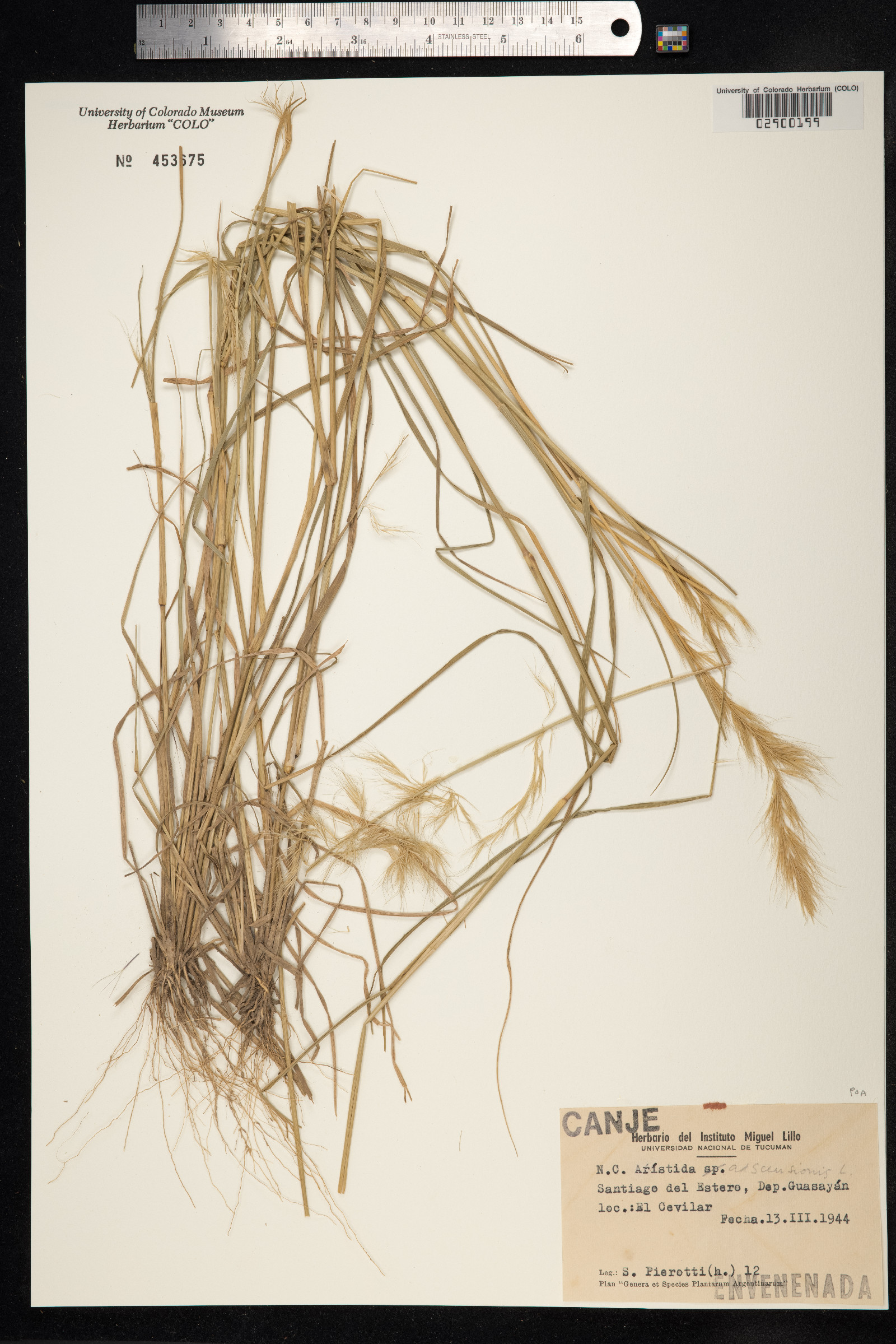 Aristida adscensionis image