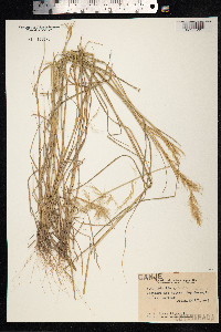Aristida adscensionis image