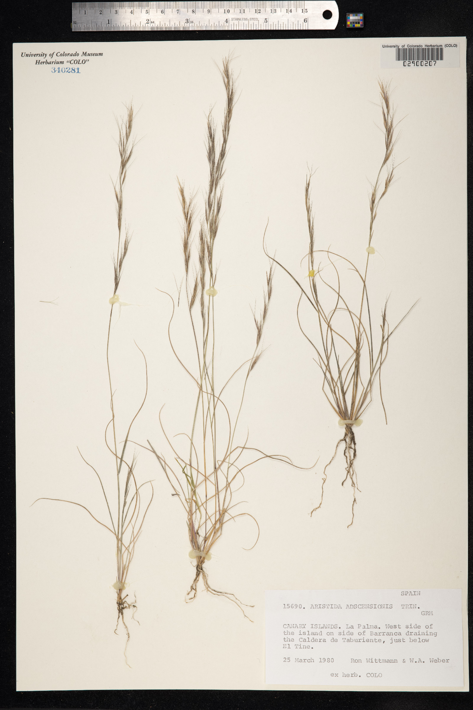 Aristida adscensionis image