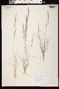 Aristida adscensionis image