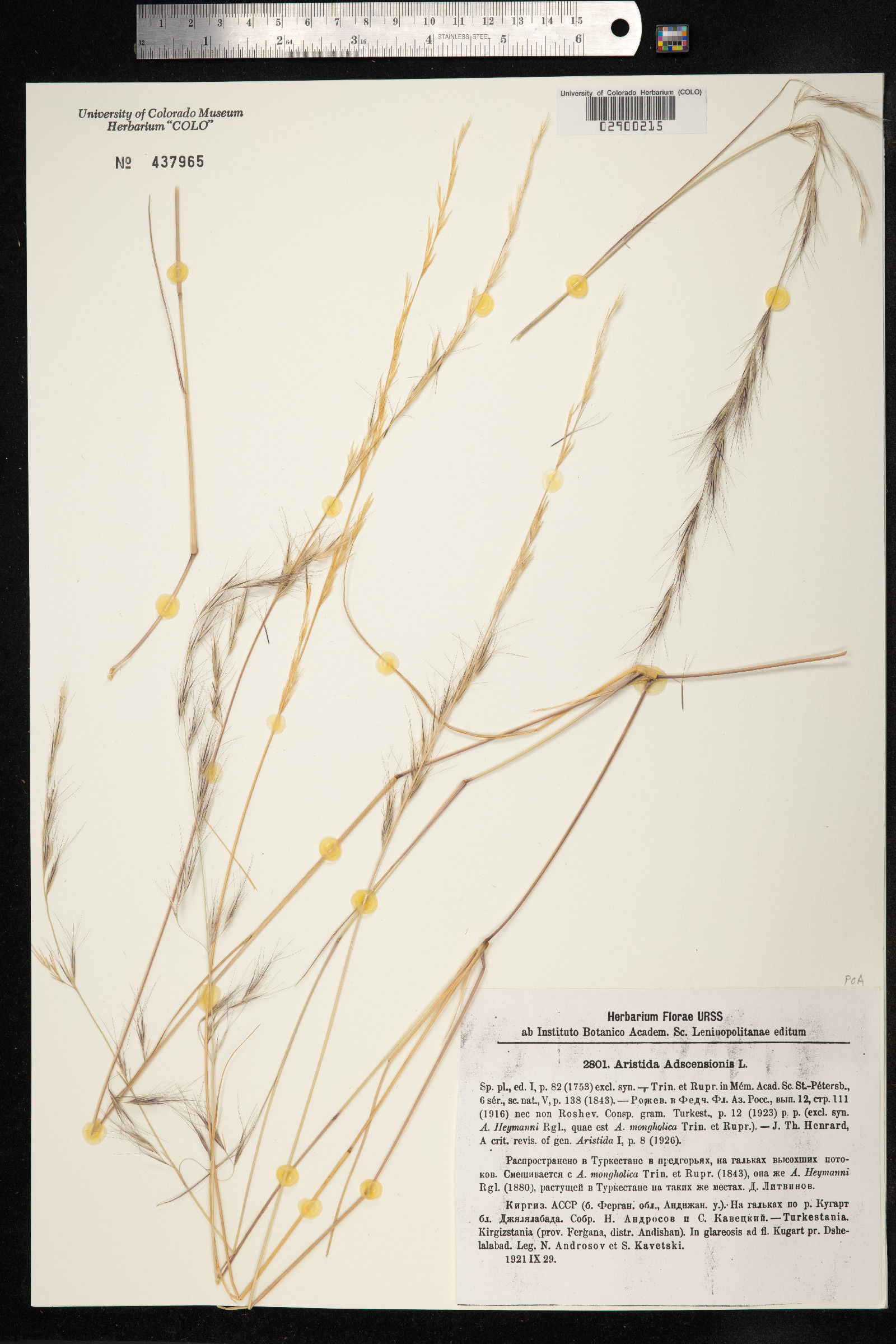 Aristida adscensionis image