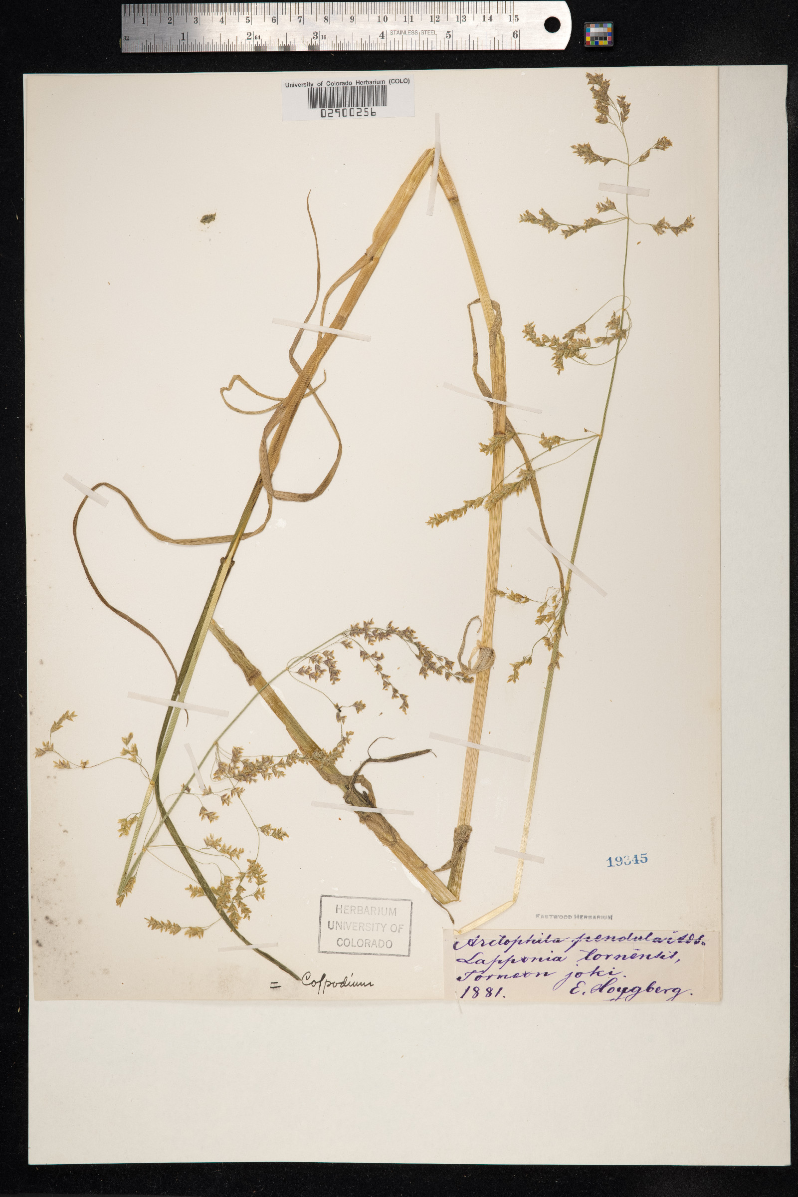 Arctophila fulva image