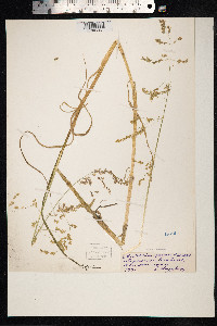 Arctophila fulva image