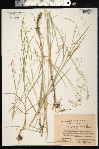 Arctophila fulva image