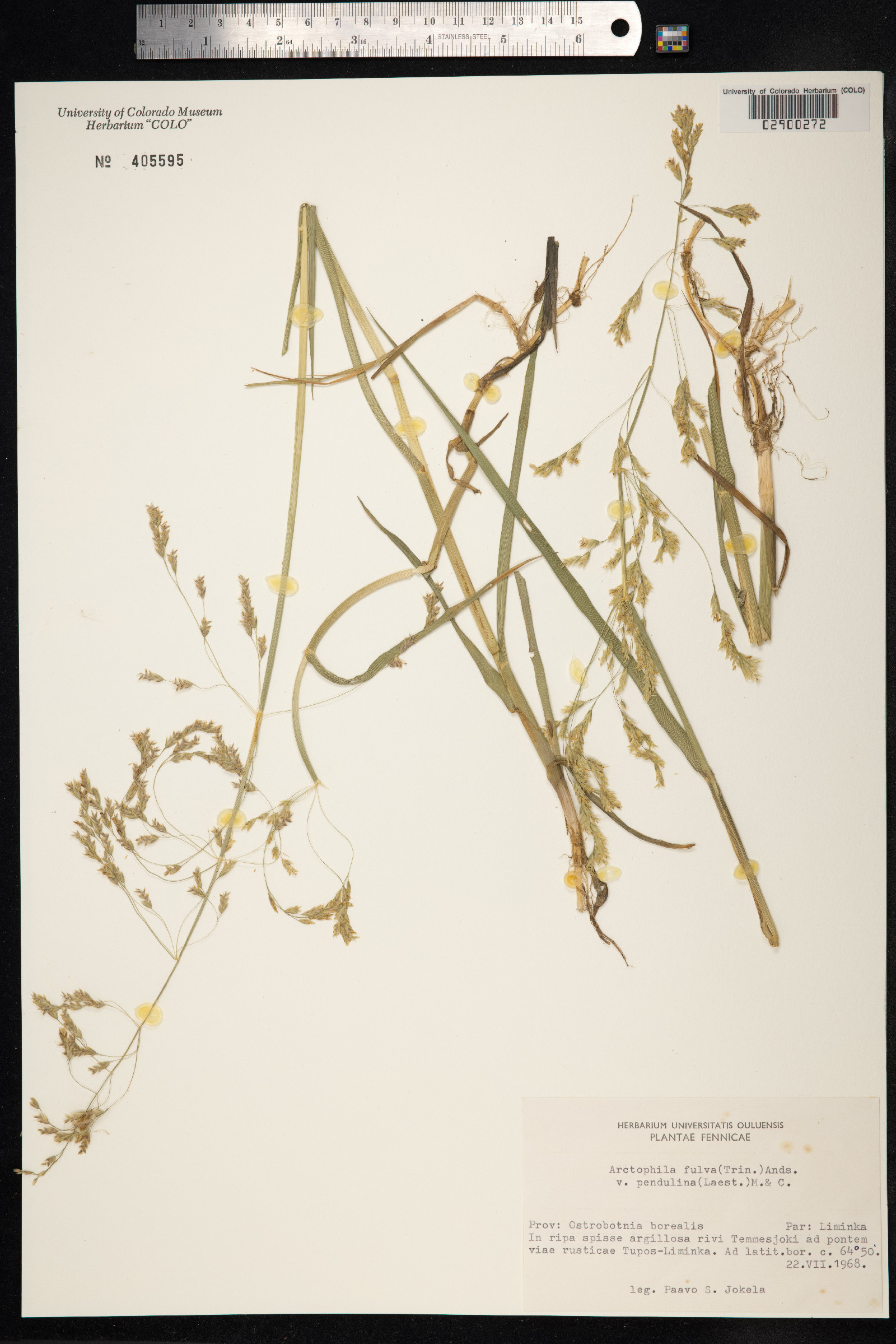 Arctophila fulva image