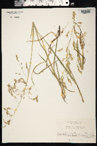 Arctophila fulva image
