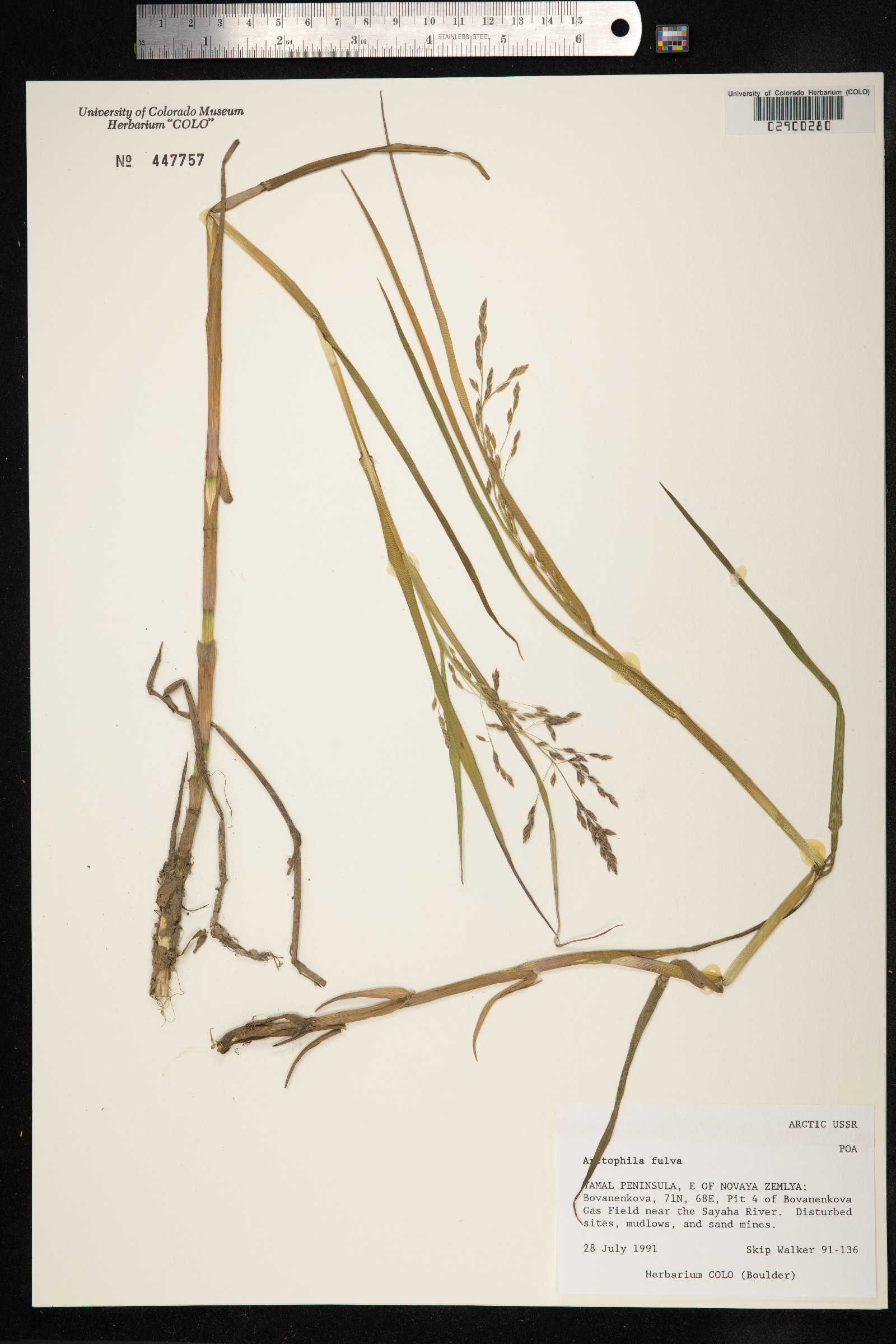 Arctophila fulva image