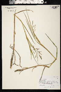 Arctophila fulva image