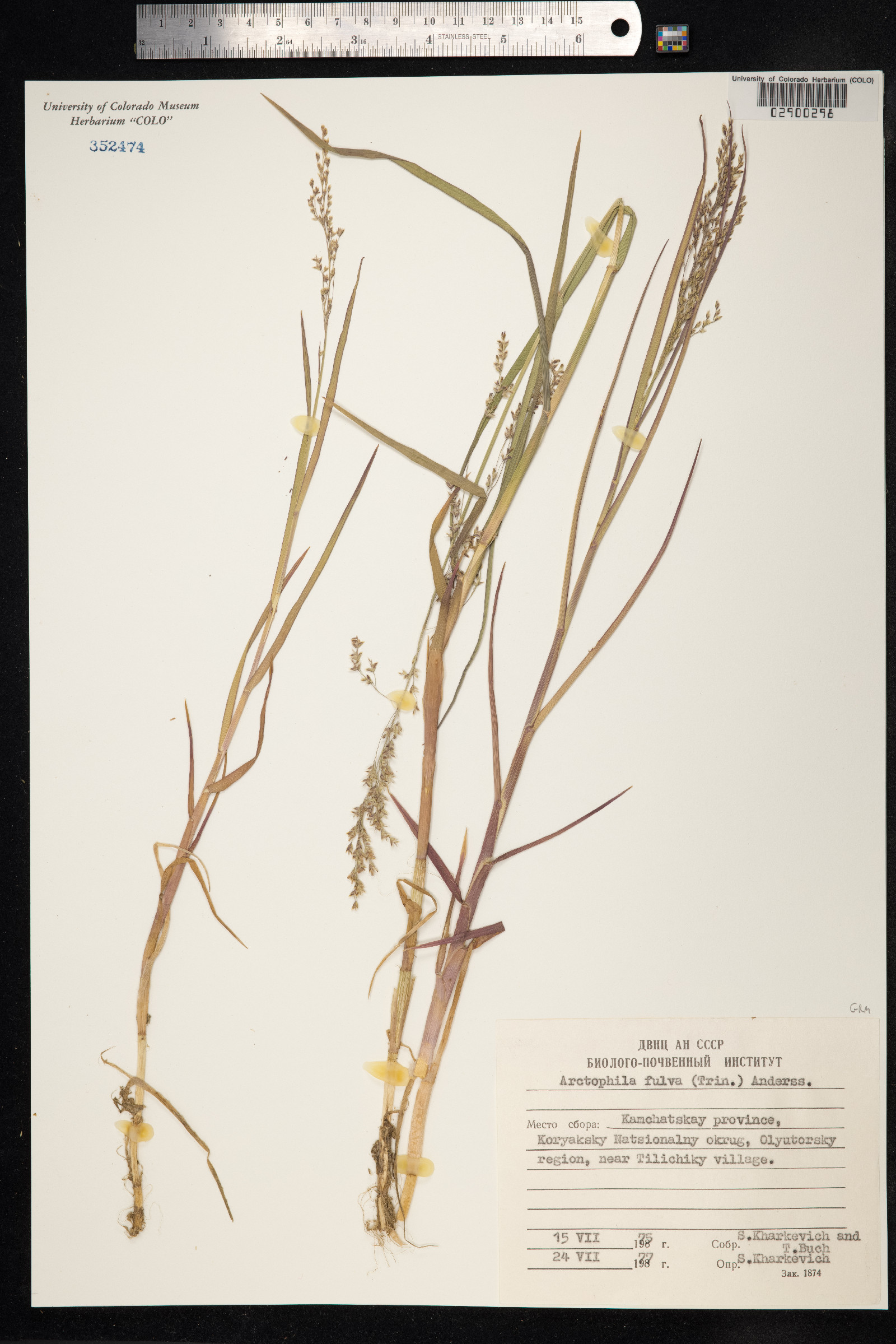 Arctophila fulva image