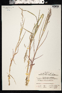 Arctophila fulva image