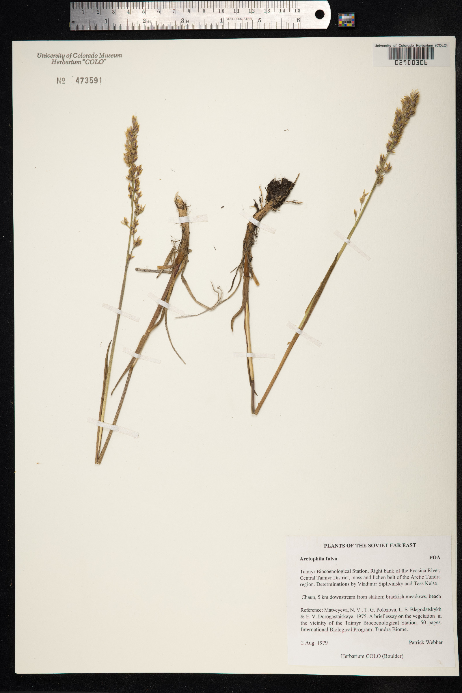 Arctophila fulva image