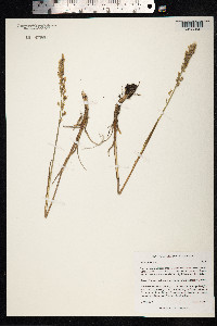 Arctophila fulva image