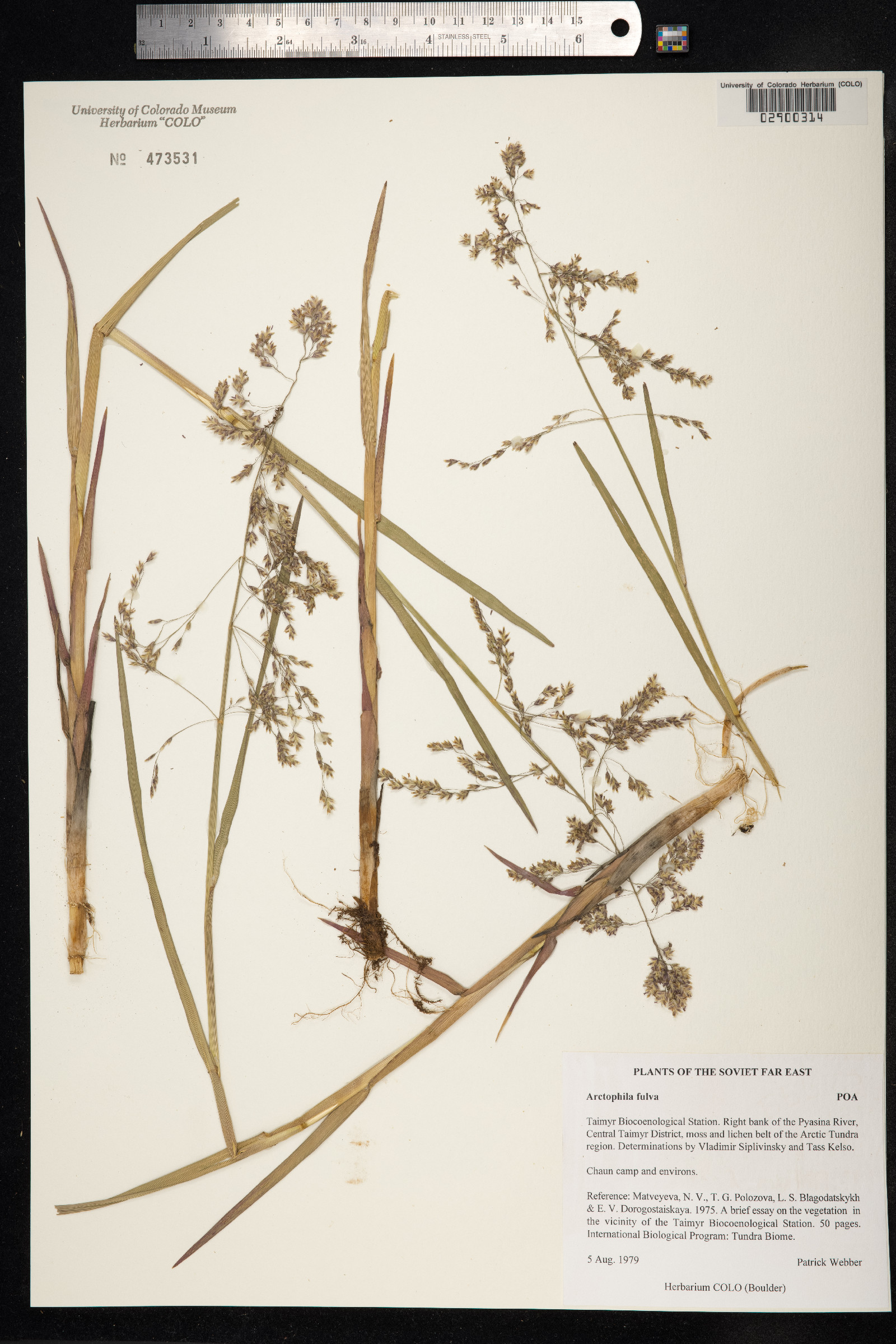 Arctophila fulva image