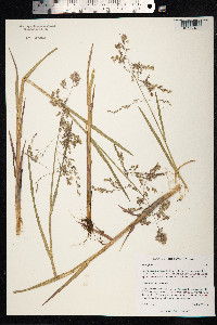 Arctophila fulva image