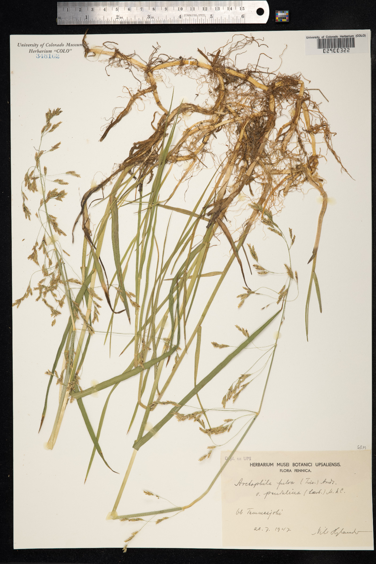 Arctophila fulva image
