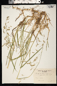 Arctophila fulva image