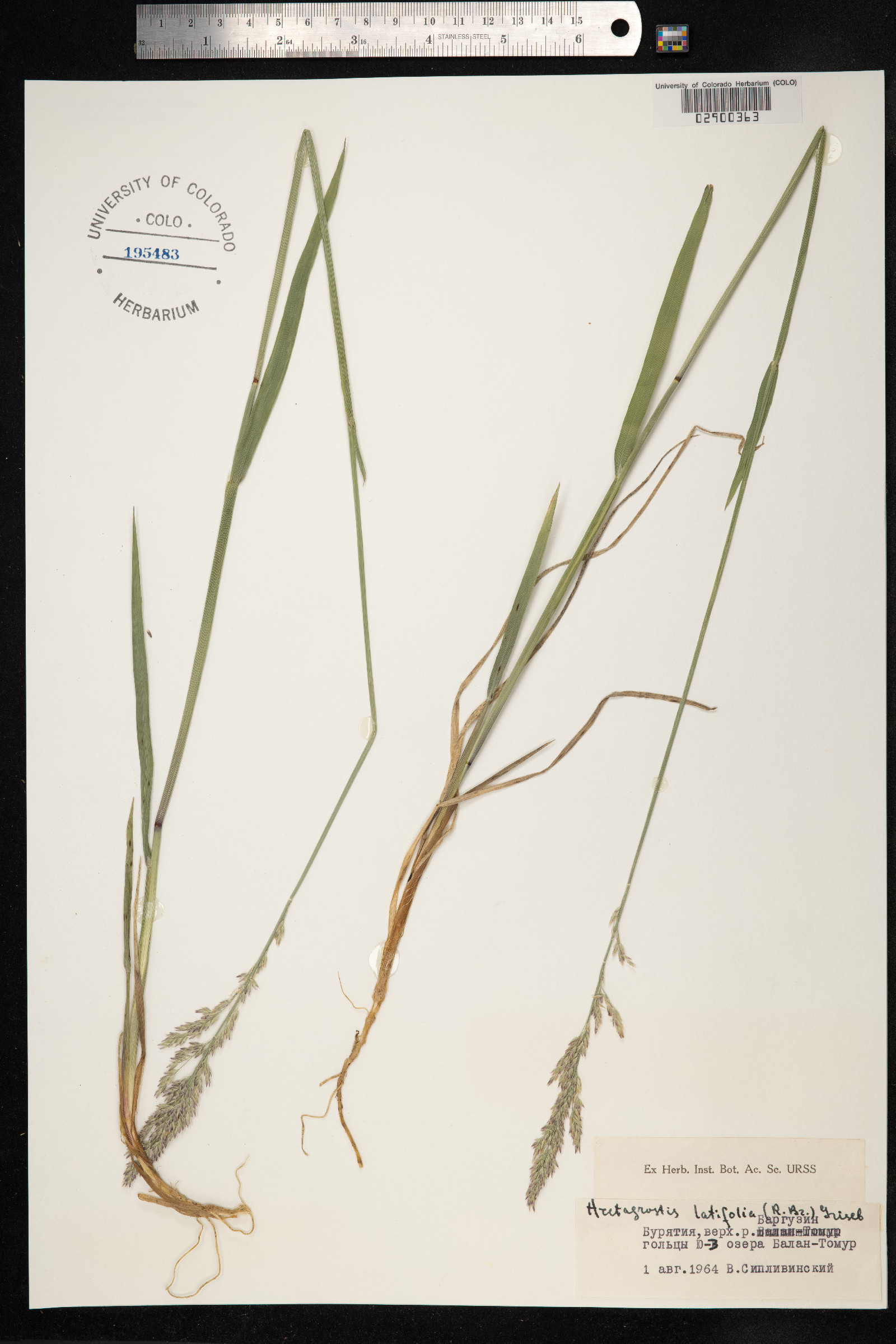 Arctagrostis latifolia image
