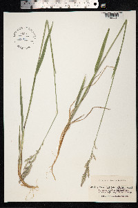 Arctagrostis latifolia image