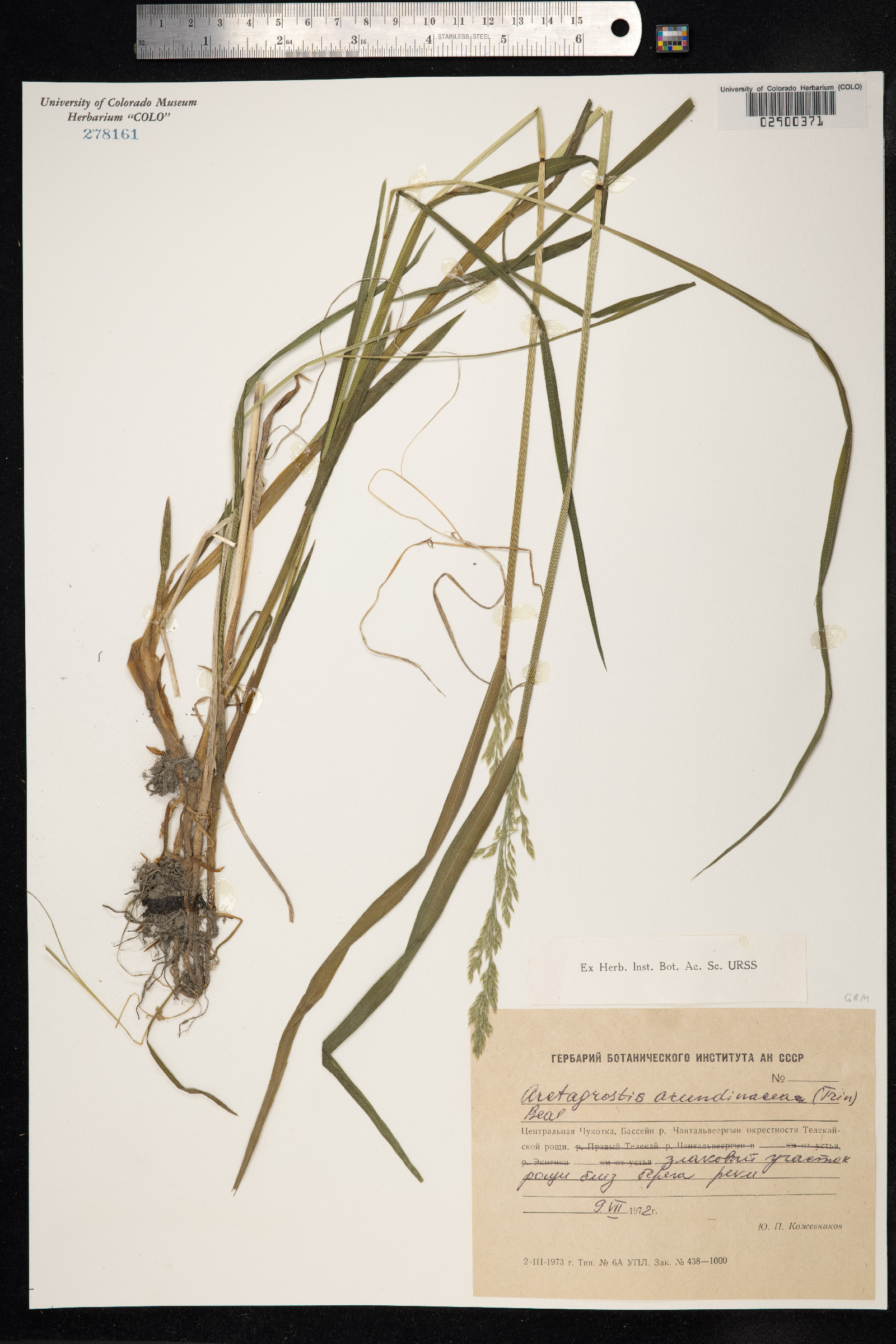 Arctagrostis latifolia image