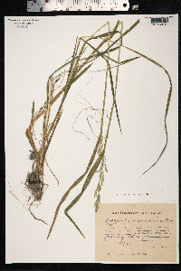 Arctagrostis latifolia image