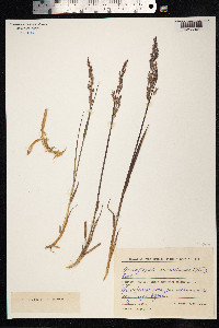 Arctagrostis latifolia image
