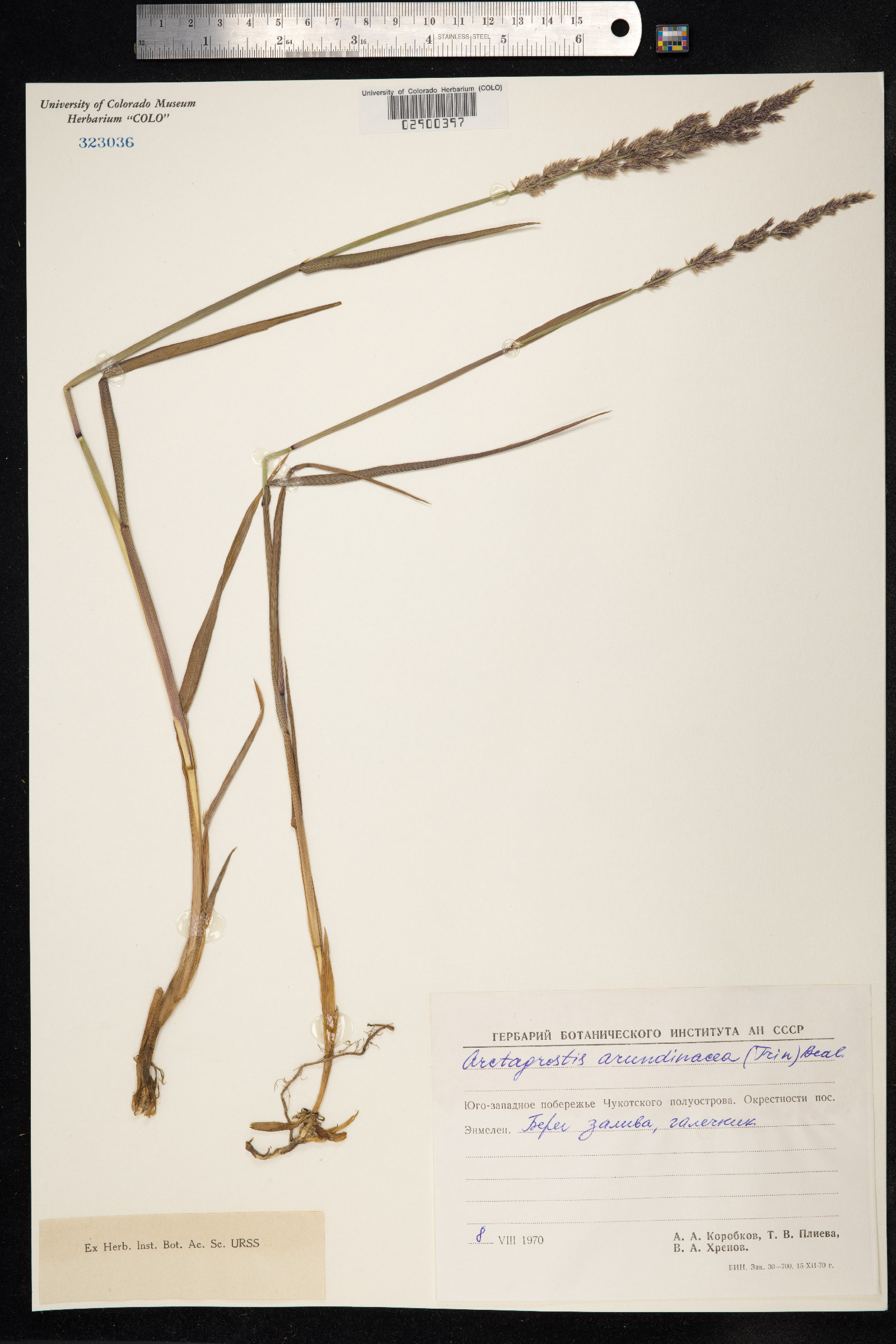 Arctagrostis latifolia image