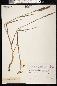 Arctagrostis latifolia image