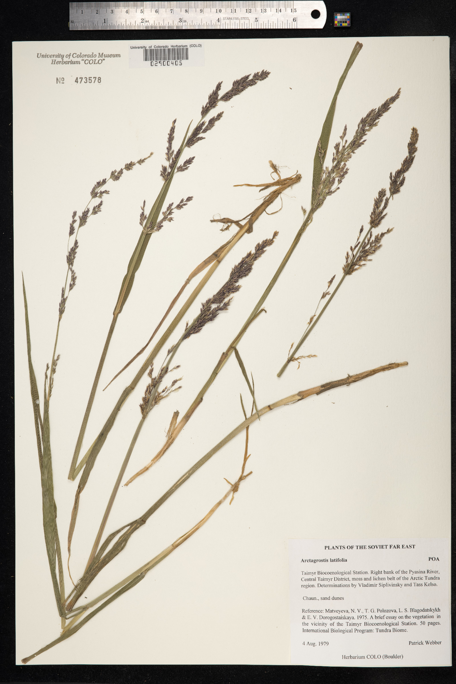 Arctagrostis latifolia image
