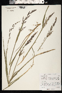Arctagrostis latifolia image