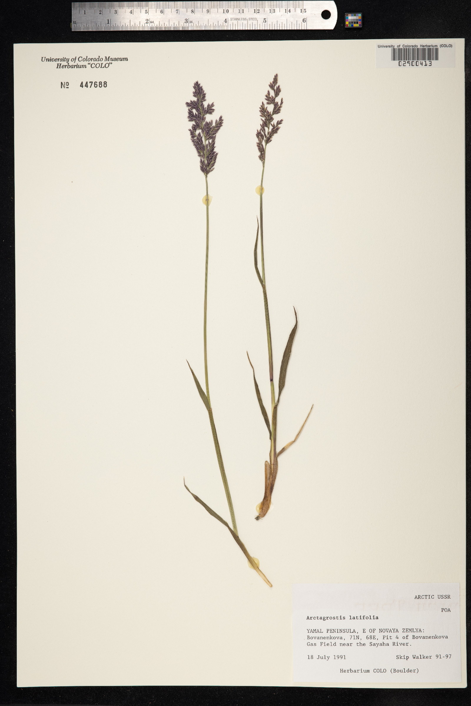 Arctagrostis latifolia image